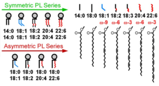 Asymmetric Phospholipids