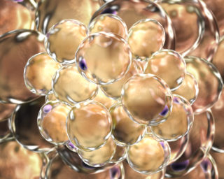 Lipid Droplets