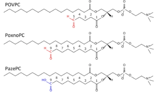 Oxidized Lipids