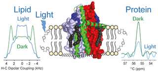 Photoswitchable Lipids