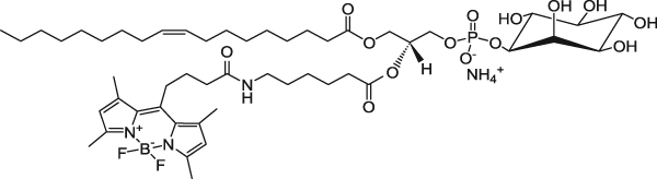 TopFluor™ PI