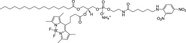 16:0-C4 TopFluor™ DNP Cap PE