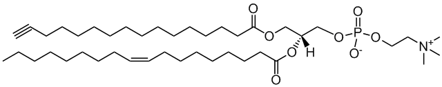 16:0(alkyne)-18:1 PC