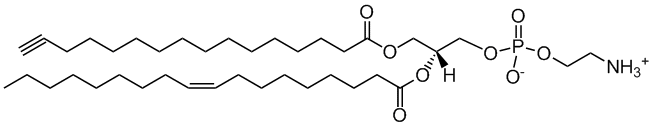 16:0(alkyne)-18:1 PE