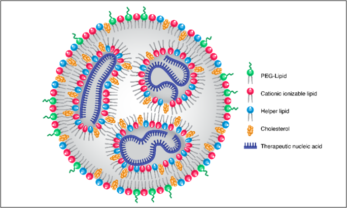 Cartoon graphic of an LNP